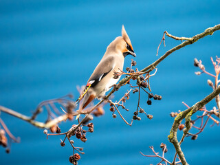 A Waxwing Feeding on Berries  on an Industrial Estate