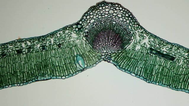 Microbotany A cross section of a leaf.  Epidermis, mesophyll, parenchyma, stomata, network of veins. Vegetative organ of a plant whose main functions are photosynthesis, gas exchange, and transpiratio