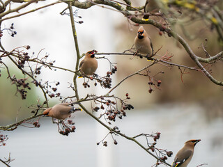 A Waxwing Feeding on Berries