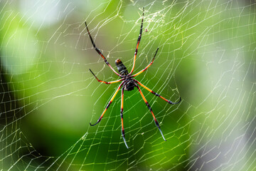 a large black and red spider in natural conditions on a sunny day on one of the Seychelles islands