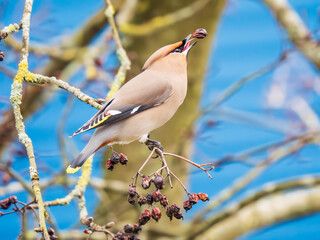A Waxwing Feeding on Berries