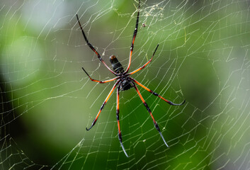 a large black and red spider in natural conditions on a sunny day on one of the Seychelles islands