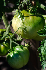 Green organic tomatoes in the farmer's garden