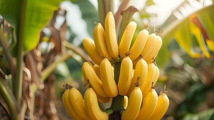 Delicious bananas in nature