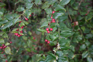 Sarcococca ruscifolia