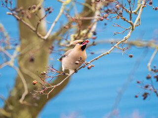 A Waxwing Feeding on Berries