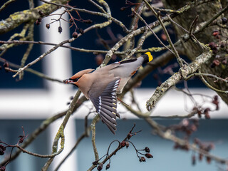 A Waxwing Bird in Flight on an Industrial Estate