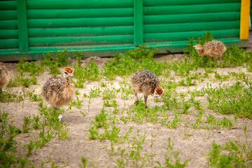 Small african ostriches walk in the paddock. Common Ostrich is the largest living bird on the planet..