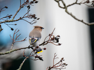A Waxwing Perched in a Tree