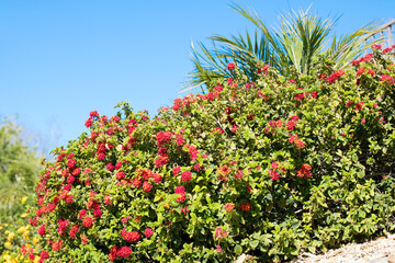 Fototapeta na wymiar Red petite blooms of a colorful perennial Lantana Camara shrub also known as Common Lantana, closeup