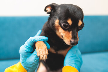 Process of cutting dog claw nails of a small breed dog with a nail clipper tool, veterinarian...