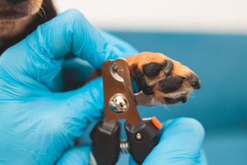 Process of cutting dog claw nails of a small breed dog with a nail clipper tool, veterinarian...