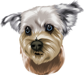 west highland white terrier