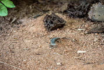 green lizard in natural conditions on a sunny day on one of the Seychelles islands