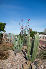 Arizona desert style roadside xeriscaping with cacti and drought-resistant desert plants
