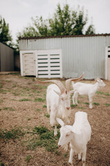 white baby goats in a clean and tidy stall on a farm behind a white fence
