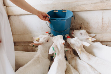 feeding little white baby goats in a clean tidy farm