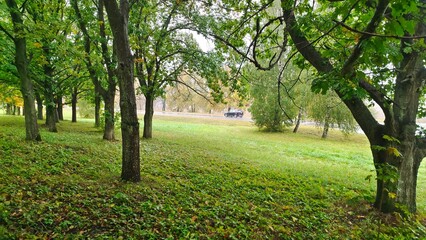 Birch trees grow along the asphalted road with markings where the car is traveling, and yellowing trees stand on the mowed grassy roadsides and lawns. Rainy and foggy autumn weather