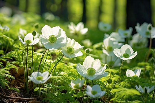 Beautiful white flowers of anemones in spring in a forest close-up in sunlight in nature Spring fore
