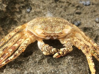 Close Up of a Cute Crab, Playa Puerto Nuevo, Puerto Rico
