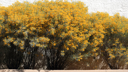 Blooming Cassia Artemisioides, or Feathery Cassia, used as accent hedge shrub along building wall