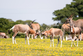 Naklejka na ściany i meble Bontebok (Damaliscus pygargus) antelope in the wild rutting with their horns during spring at De Hoop nature reserve, Western Cape, South Africa
