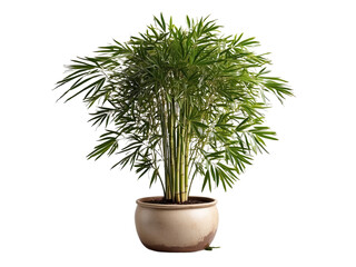 Bamboo Palm in the pot isolated on a transparent background