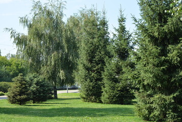 Fototapeta na wymiar Many green Christmas trees with one birch in the park zone against the backdrop of the city.