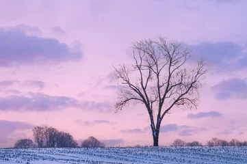 Fotobehang Winter landscape of bare trees at dawn in a rural setting, Michigan, USA © Dean Pennala
