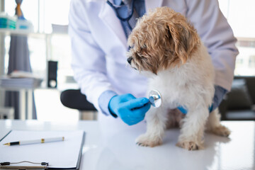 Veterinarians are performing annual check ups on dogs to look for possible illnesses and treat them...