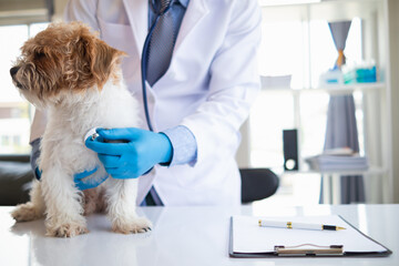 Veterinarians are performing annual check ups on dogs to look for possible illnesses and treat them...