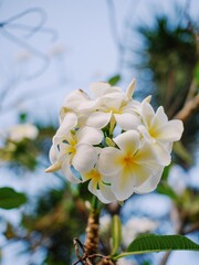 White plumeria on the plumeria tree, Beautiful flower background