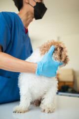 Veterinarians are performing annual check ups on dogs to look for possible illnesses and treat them quickly to ensure the pet's health. veterinarian is examining dog in veterinary clinic for treatment