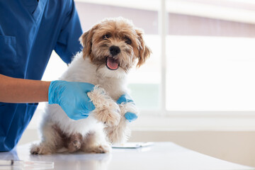 Veterinarians are performing annual check ups on dogs to look for possible illnesses and treat them quickly to ensure the pet's health. veterinarian is examining dog in veterinary clinic for treatment