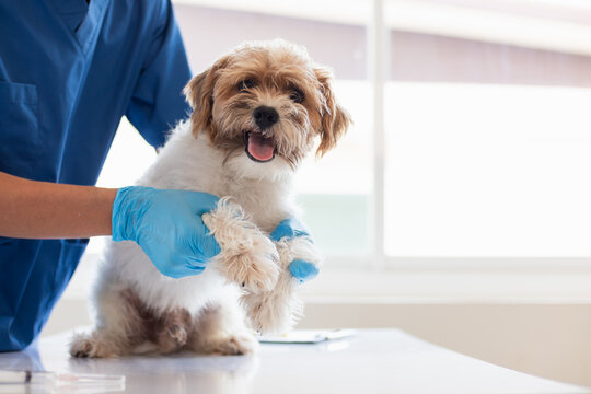 Veterinarians are performing annual check ups on dogs to look for possible illnesses and treat them quickly to ensure the pet's health. veterinarian is examining dog in veterinary clinic for treatment