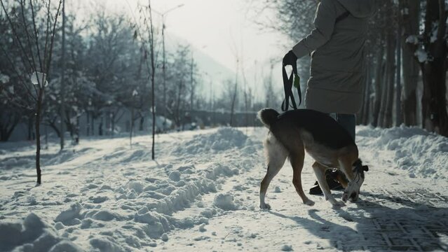 Wrapped in warm winter attire, woman and her dog pause their playful frolic in snow to enjoy quiet moment, surrounded by serene beauty of park blanketed in snow