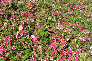 Many different sizes petun bright and colorful crimson with a white stroke.