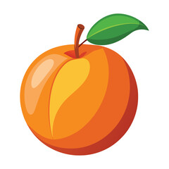 Ripe Apricot Fruit Vector Illustration on White Background