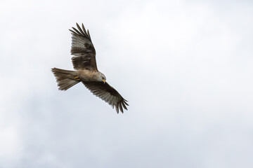 Rare white-coloured red kite