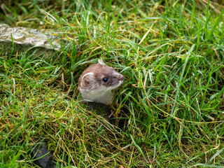 Close-up of a Stoat in Partial Ermine