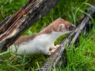 Close-up of a Stoat in Partial Ermine