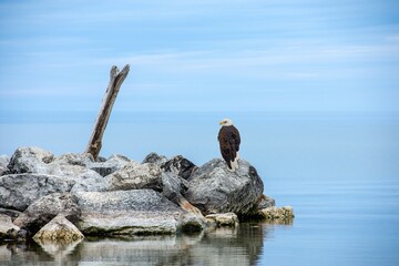 Fototapeta na wymiar A bald eagle on a beach rock with driftwood and Lake Michigan water