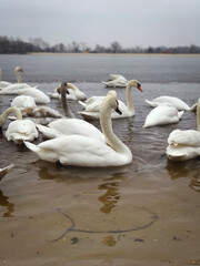 graceful swans on the river