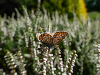 Close-up of the adult female common blue butterfly or European common blue (Polyommatus icarus)...