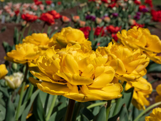 Tulip 'Monte carlo' blooming with showy, bright sunny yellow flowers with double row of bright...