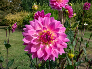 Dahlia 'Miss delilah' blooming with large flower with hot pink outer petals and a cooler creamy...