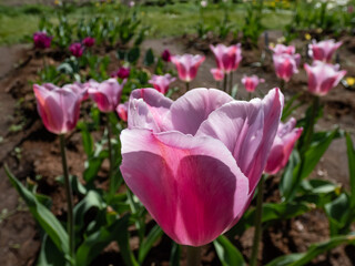 Unique tulip 'Mistress mystic' blooming with pink and pale lavender flowers with a greyish sheen,...