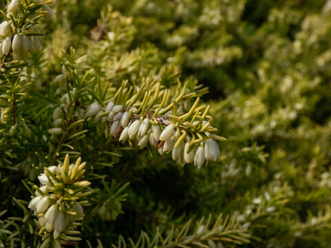 Heather (Erica carnea) 'Golden Starlet' with lime-green foliage flowering with pure white flowers in short racemes in spring