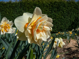 Double Daffodil (Narcissus) 'Flower Parade' with double white blooms with bright orange petals in the center in the garden in spring