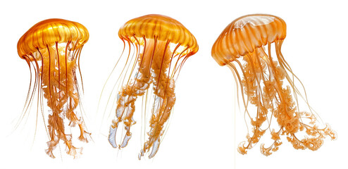 Jellyfish art in purple PNG transparent background